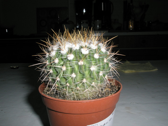Echinofossulocactus - 29.01 - Achizitii 2010