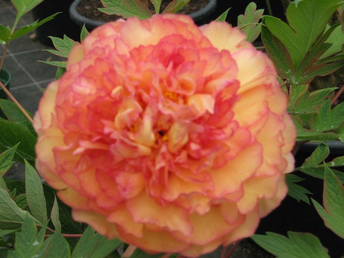 paeonia suffruticosa orange