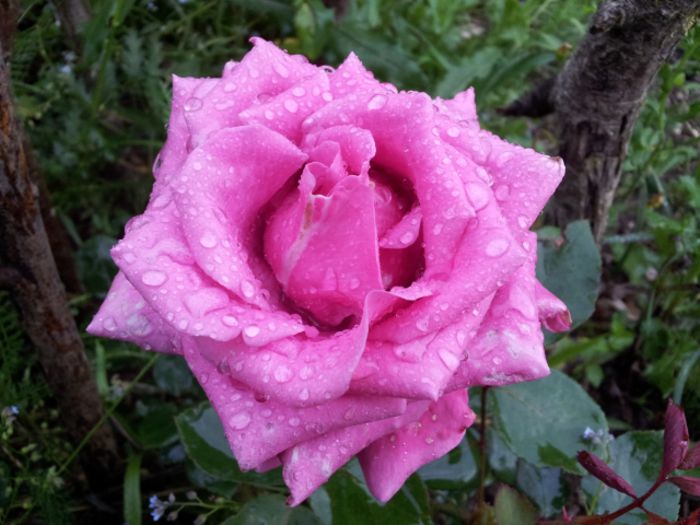Trebuia sa fie Sissi - Colectie trandafiri - cei care au inflorit in 2014