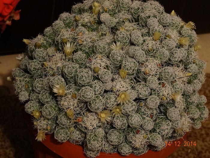 DSC08280 - Cactusi  si suculente 2014