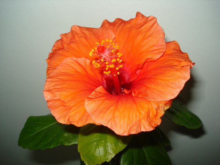 DSC09399 - HIBISCUS 2014