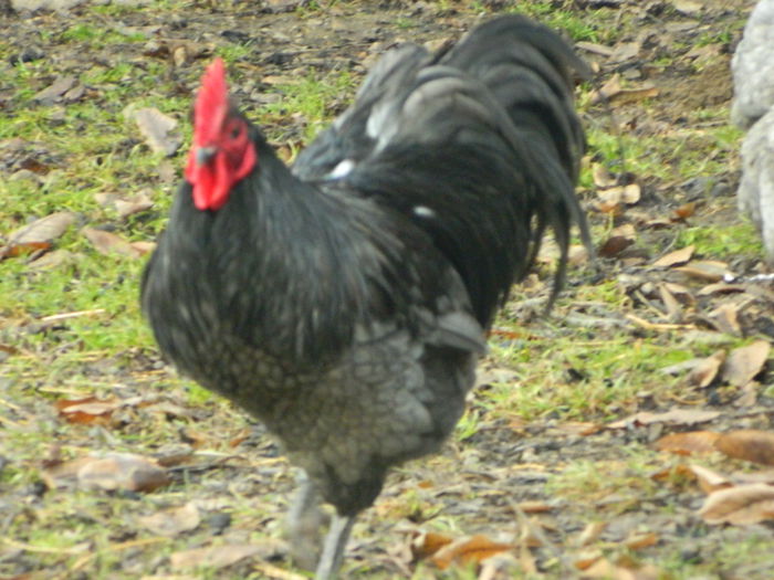 Max 026 - 03 AUSTRALORP albastru 2015