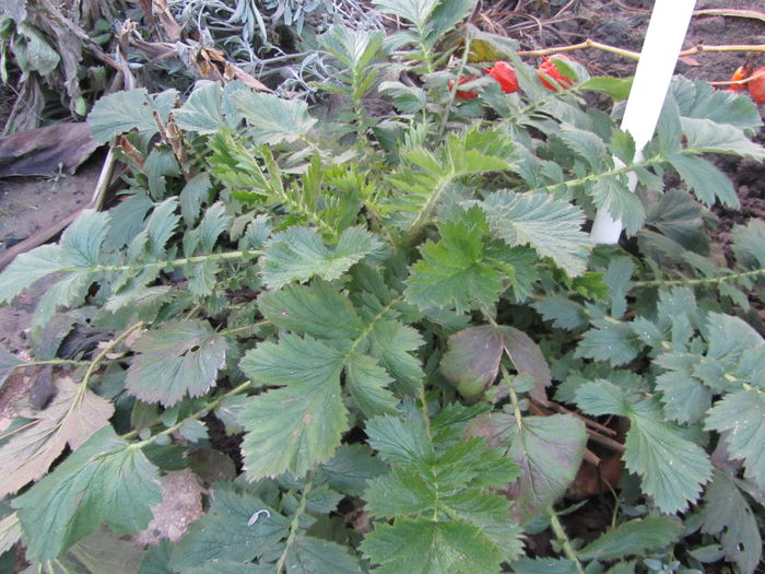 Geum coccineum