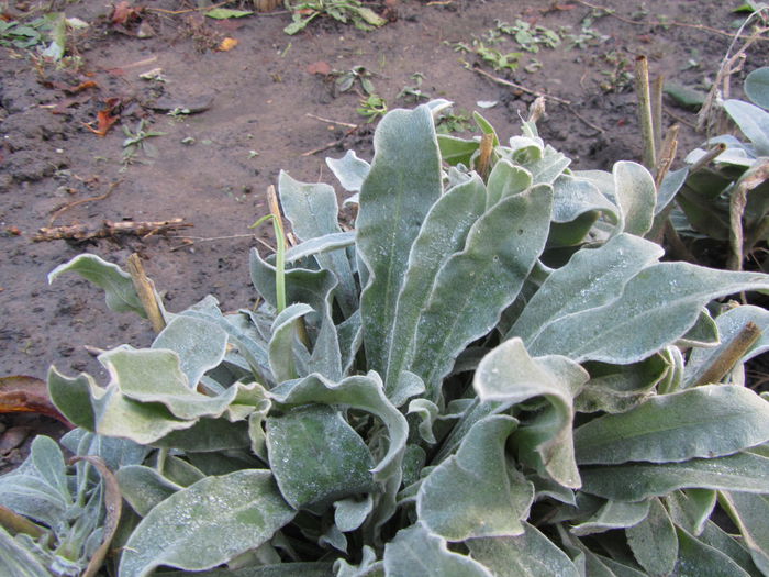 Lychnis coronaria