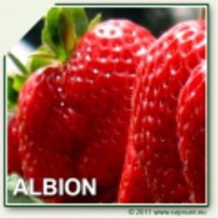 500X500_ALBION_01-120x120