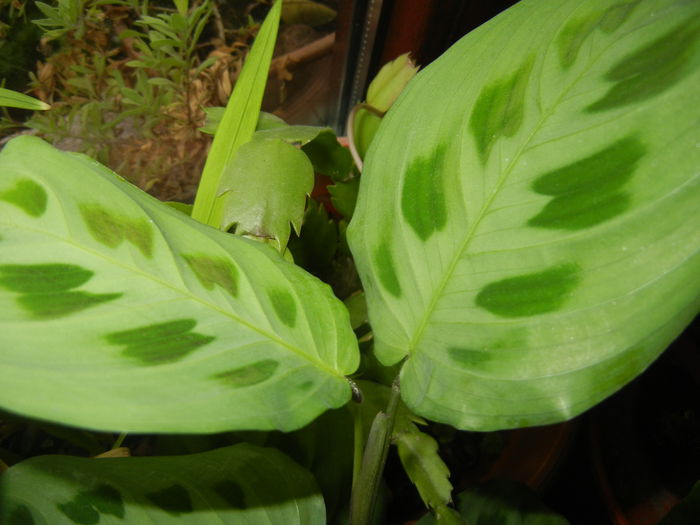 Maranta Kerchoveana (2014, Dec.04)