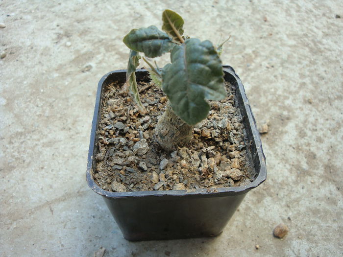 Dorstenia foetida  Schweinf.1896; Origine: Africa de Nord (Arabia %u015Fi Etiopia)
