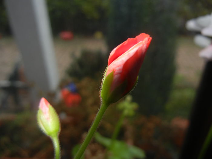 Red Geranium (2014, December 11) - ZONAL Geraniums