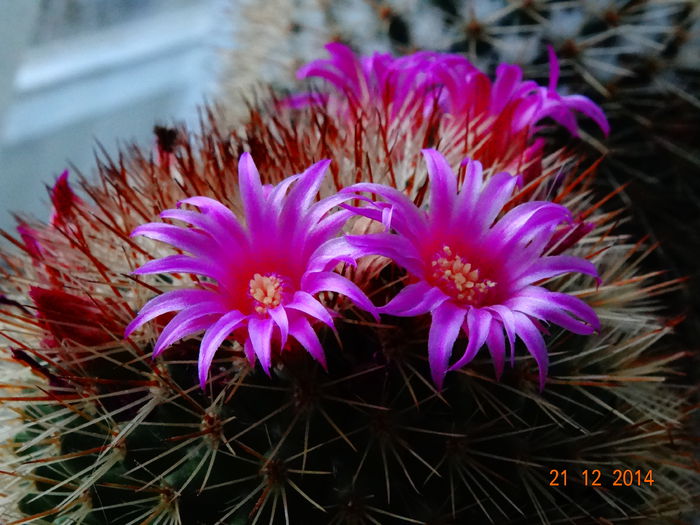 DSC08318 - Cactusi  si suculente 2014