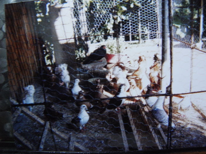 P1040005 - y cativa din porumbeii detinuti de mine in anul  1990