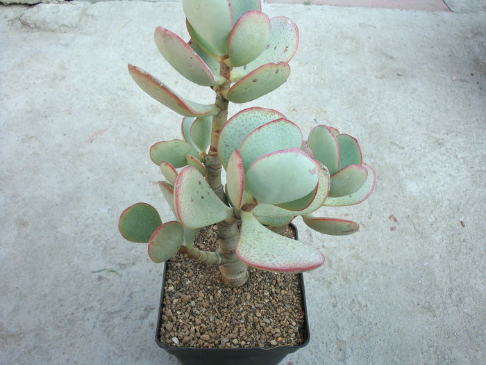 Crassula arborescens (Mill.) Willd. 1798.; Origine; Africa de Sud (Little Karoo) -2°C
