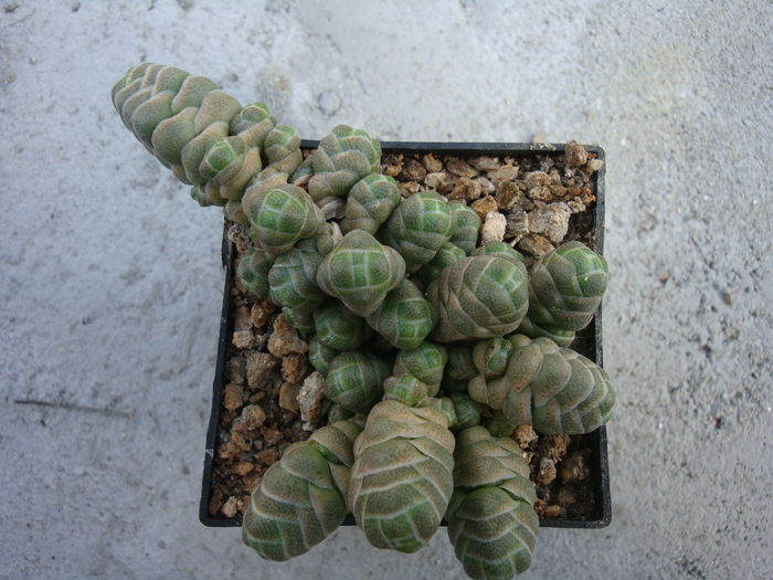 Crassula barklyi N.E.Br. 1906; Origine; Africa de Sud (Little Namaqualand)
