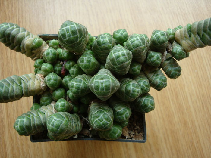 Crassula barklyi N.E.Br. 1906; Origine; Africa de Sud (Little Namaqualand)
