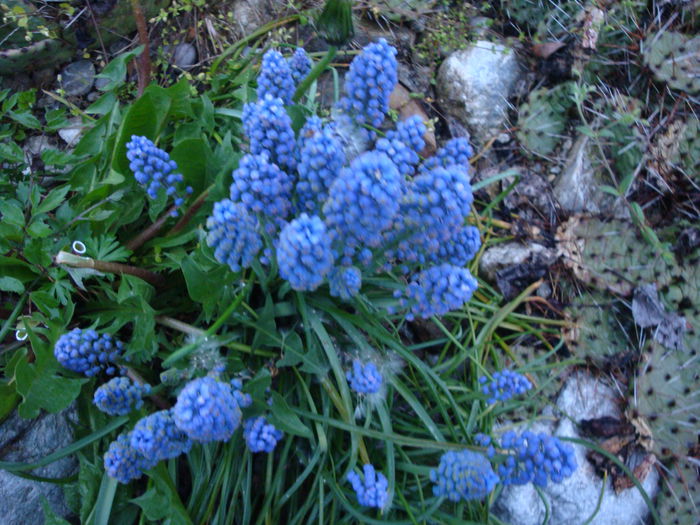 Muscari botryoides L. Mill.1768; Plantă Hardy.
Origine: Europa în centru și sud-est
