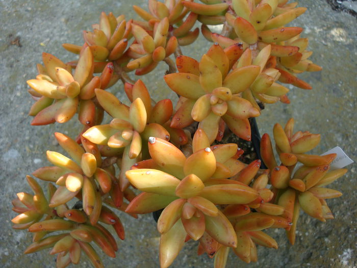 Sedum nussbaumerianum    Bitter 1923