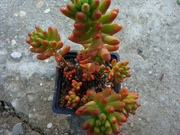 Sedum rubrotinctum   R.T. Clausen 1948