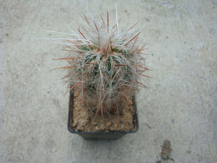 Oreocereus leucotrichus (Phil.) Wagenkn. 1956 - Genul Oreocereus