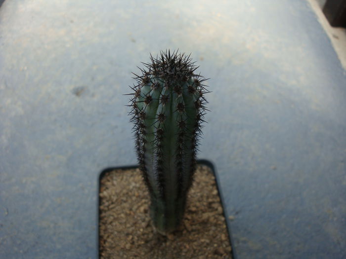 Cereus aethiops    Haw. 1830