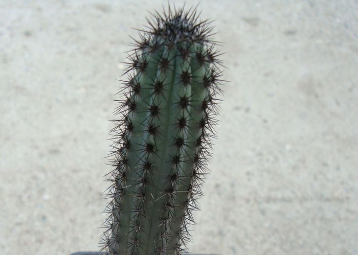 Cereus aethiops Haw. 1830