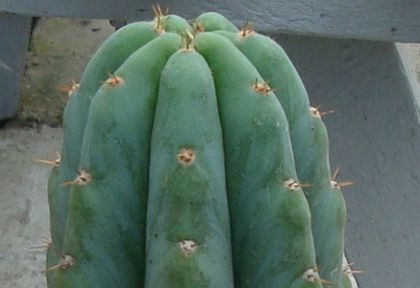 Cereus hildmannianus K. Schumann 1876.