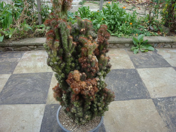 Cereus peruvianus 'monstrosus'