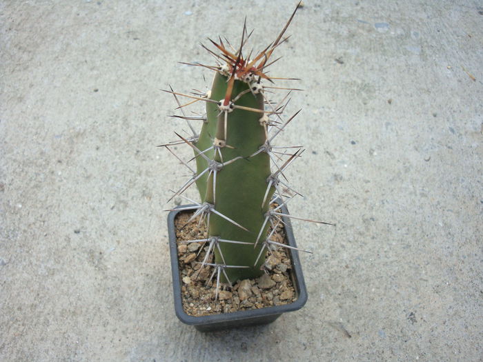 Cereus phatnospermus subsp. kroenleinii      (N.P.Taylor) P.J.Braun & Esteves 1997; Origine: Bolivia, Brazilia (Mato Grosso, Mato Grosso de Sud), Paraguay
