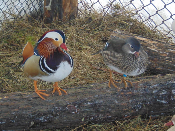 rate mandarine - Rate mandarin