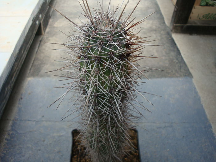 Cleistocactus fieldianus (Britton & Rose) D.R.Hunt 1987; Origine: Peru -centru și nord (-4 ° C)
