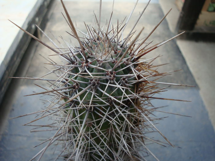 Cleistocactus fieldianus (Britton & Rose) D.R.Hunt 1987; Origine: Peru -centru și nord (-4 ° C)
