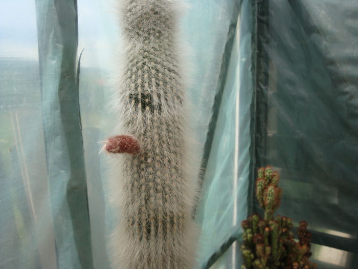 Cleistocactus straussii (Heese) Backeb. 1934; Origine: Bolivia și Argentina partea muntoasă înaltă de peste 3000 metri.  (-5°C)
