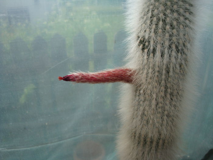 Cleistocactus straussii (Heese) Backeb. 1934; Origine: Bolivia și Argentina partea muntoasă înaltă de peste 3000 metri.  (-5°C)
