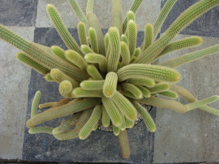 Cleistocactus winteri D.R.Hunt 1988; Origine: Argentina către Uruguay (-2°C)
