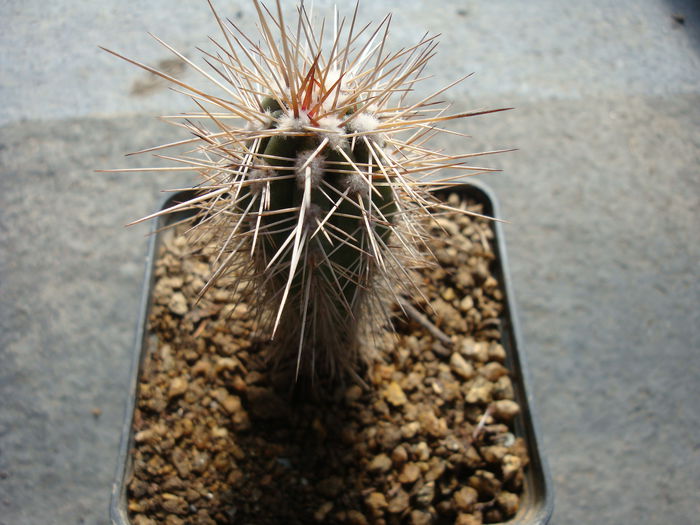 Pachycereus pringlei (S.Watson) Britton & Rose 1909; Origine: Baja California -centru
