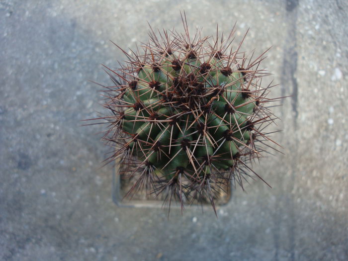 Stenocereus thurberi (Engelm.) Buxb. 1961.; Origine:  SUA (Arizona -sud), Mexic -nord (-4°C).
