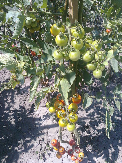 Fotografie0289 - CONSERVE DIN GRADINILE ROSENTHAL