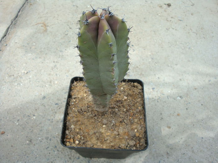 Lophocereus schottii (Engelm.) Britton & Rose 1909.; Origine: Sud-Vest SUA (Arizona), nord-vestul Mexic (Baja California, Sonora.) (-4°C)
