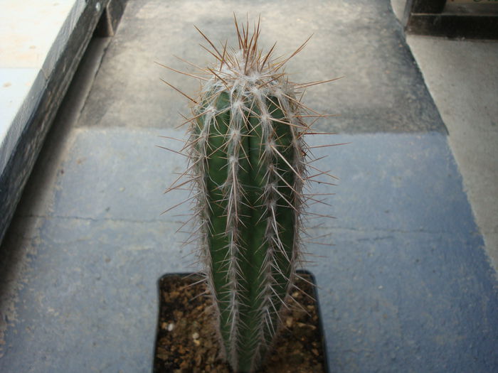 Pilosocereus leucocephalus (Poselg) Byles & G.D.1957.; Origine:  America Centrala (Mexic –sud, Guatemala și  Honduras) (-2°C)
