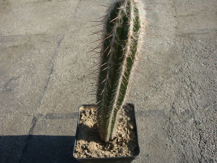 Pilosocereus leucocephalus (Poselg) Byles & G.D.1957.; Origine:  America Centrala (Mexic –sud, Guatemala și  Honduras) (-2°C)
