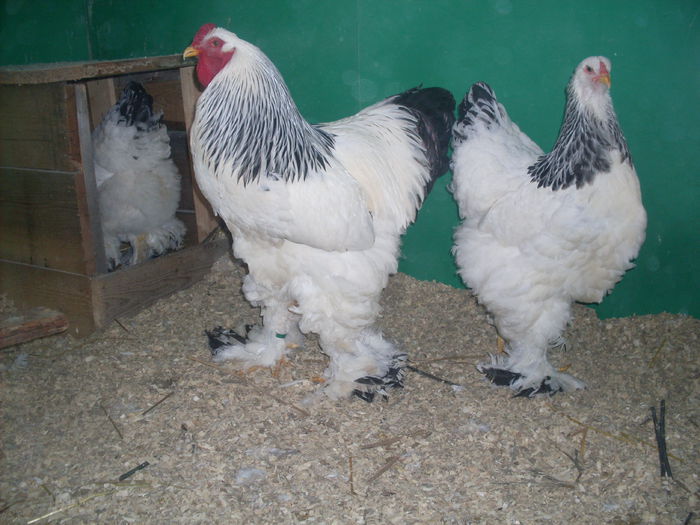 SDC15548 - Brahma Herminat Deschis 2015 nr1arhiva