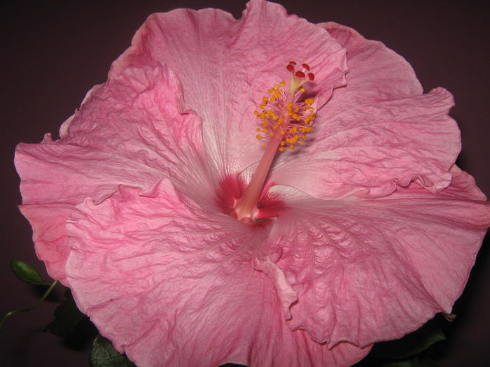 Picture My plants 2085 - HIBISCUS ALICE WOLFE
