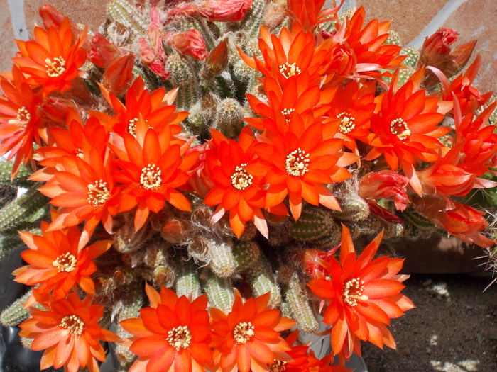 DSCN0810 - cactus 2015