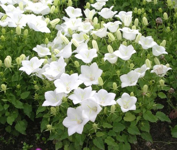 Campanula carpatica Clips White 30cm, semiumbra