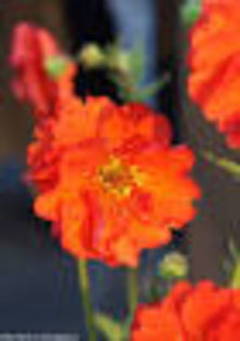 Geum hybrida Feuerball Mrs Bradshaw 60cm