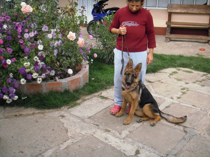 27.09.2009 femela cg 5 luni3sapt - Ciobanesc german si ciobanesc belgian malinois cu pedigree GALATI