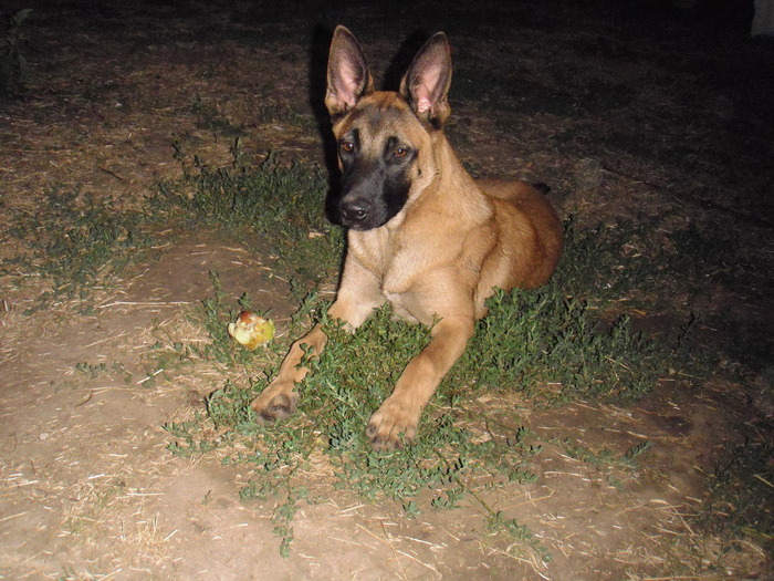 2009 mascul malinois 5 luni