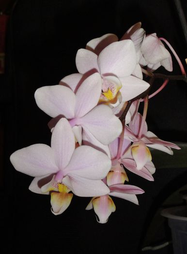  - Phalaenopsis 1