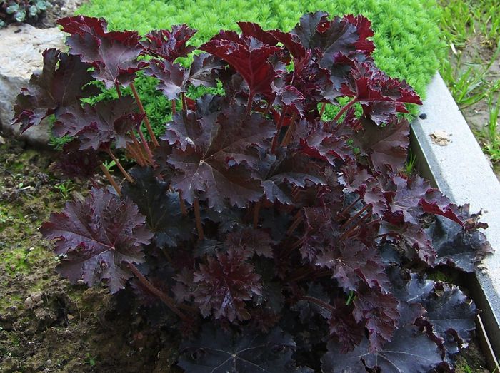 Heuchera Palace Purple - Achizitii pentru 2015