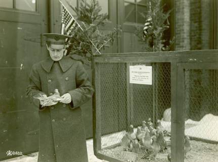 wwi-homing-pigeons