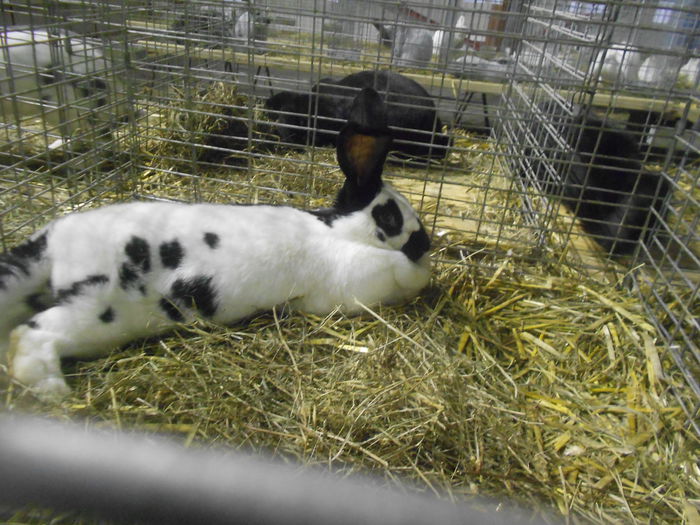 DSCN5927 - 03 Expozitia judeteana Maramures 2015