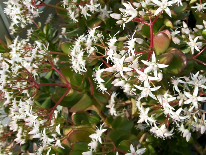 7 Crassula ovata